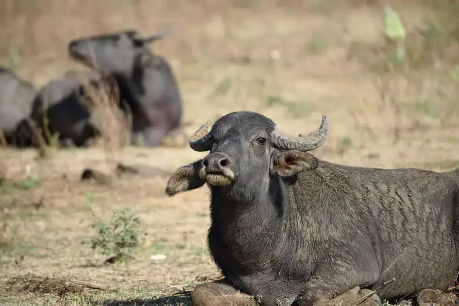 A Wild Buffalo in Udawalawe National Park
