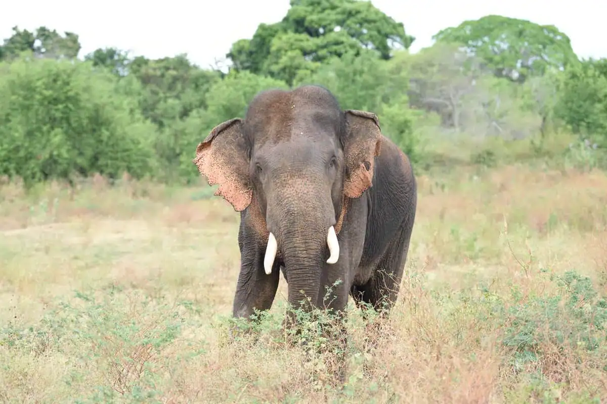 An Elephant in Udawalawe National Park