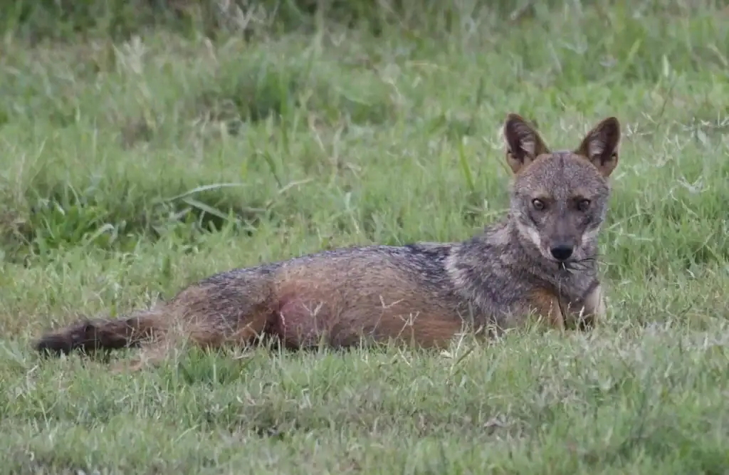 Are You Capturing Me? - Golden Jackal