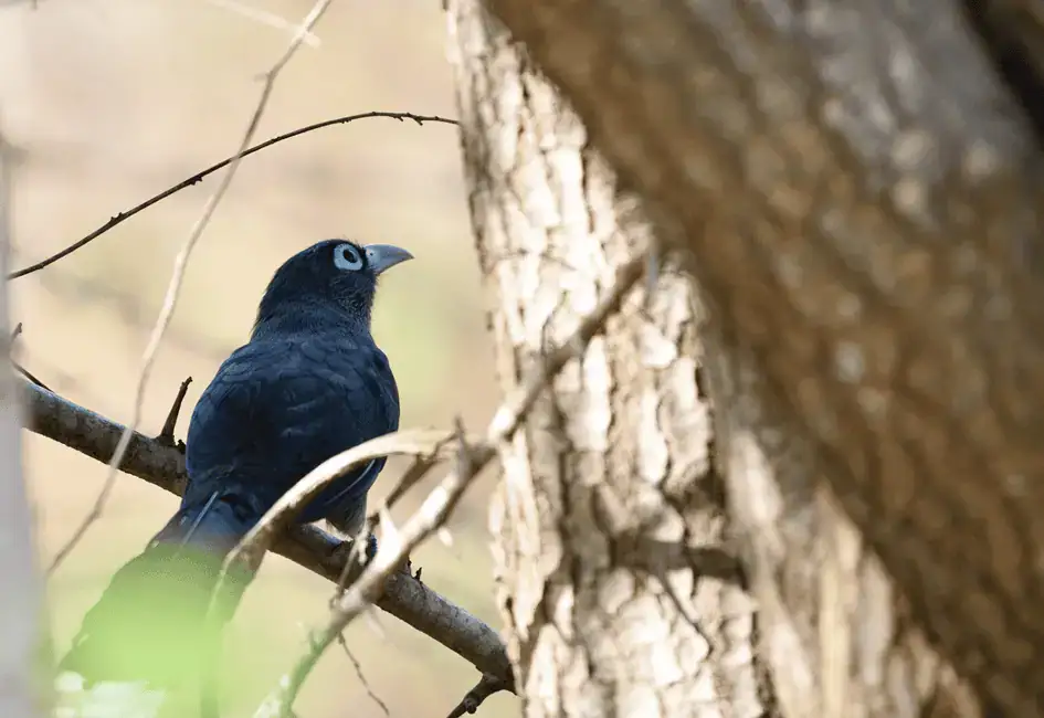Blue-Faced Malkoha