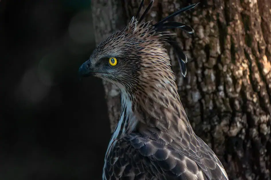 Changeable Hawk-Eagle