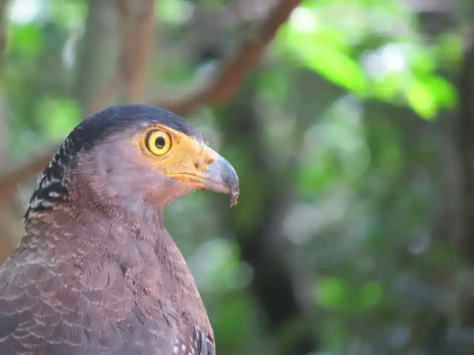 Crested Serpent Eagle in Wilpattu