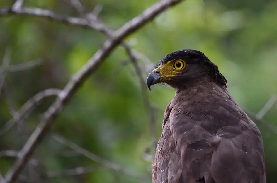 Crested Serpent Eagle