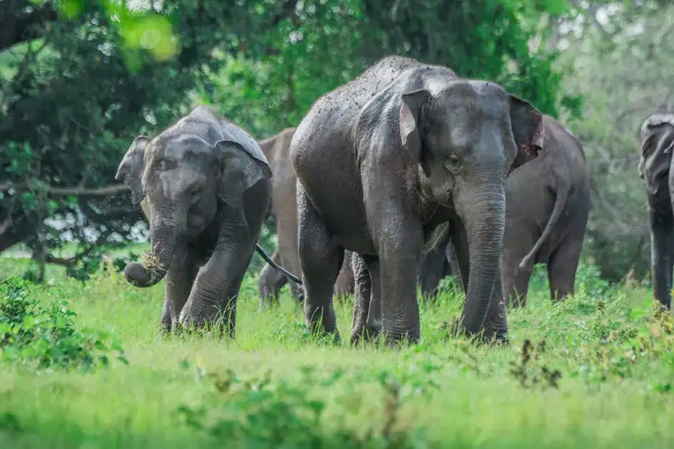 Elephants in Minneriya - 7 Day Sri Lanka Itinerary