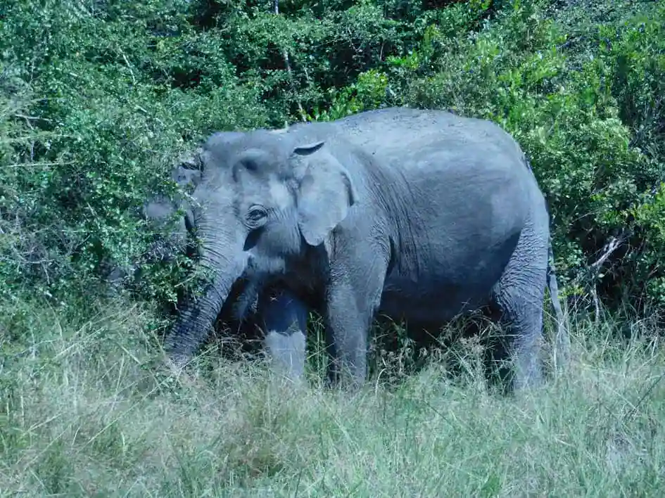 Elephants in Wilpattu National Park