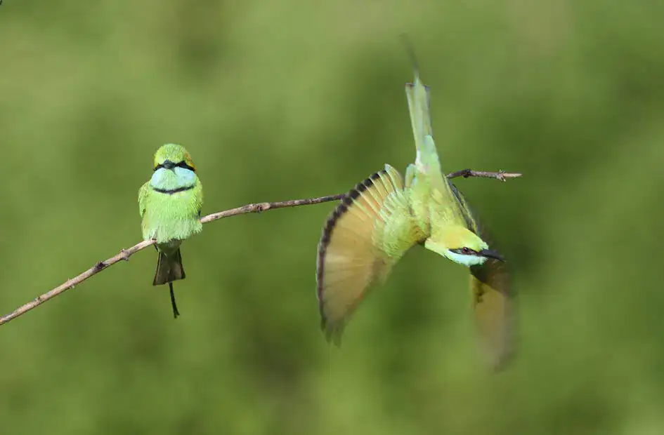 I am leaving - Two Green Bee-Eaters