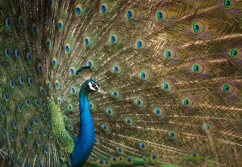 Indian Peafowl in Wilpattu