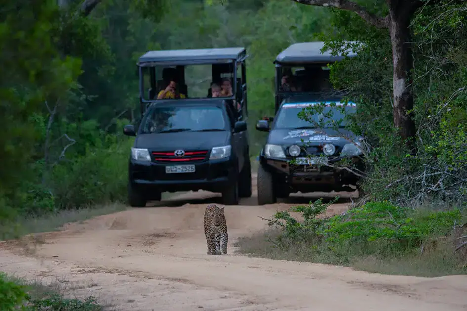 Safari Jeeps and a Leopard in Yala National Park