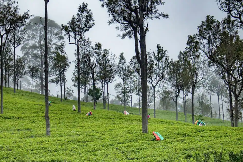 Tea Estates Between Pattipola and Idalgashinna Train Stations