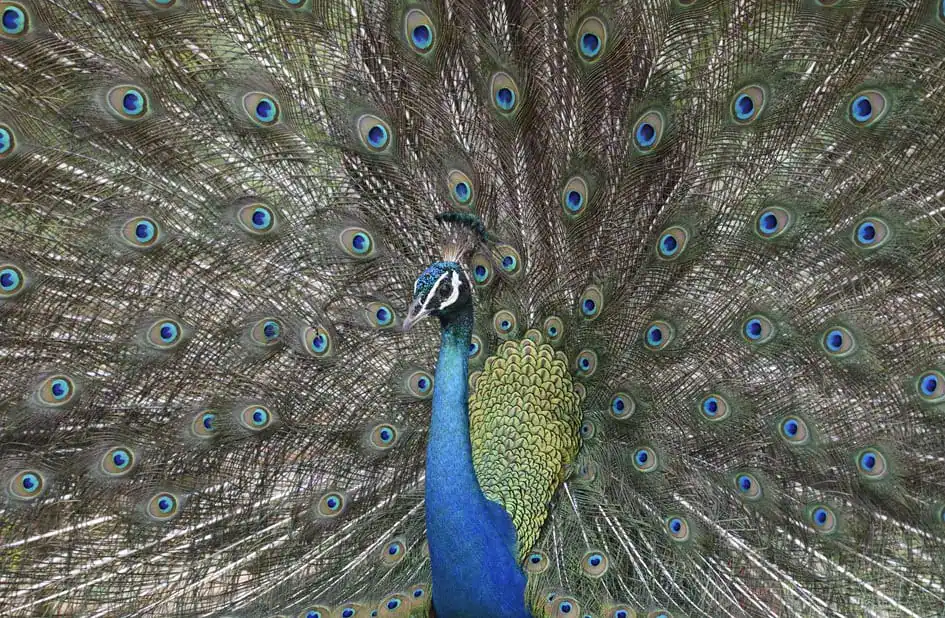 The Morning Dance of a Peacock