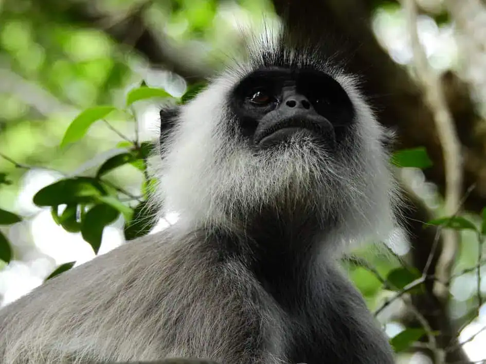 Tufted Gray Langur