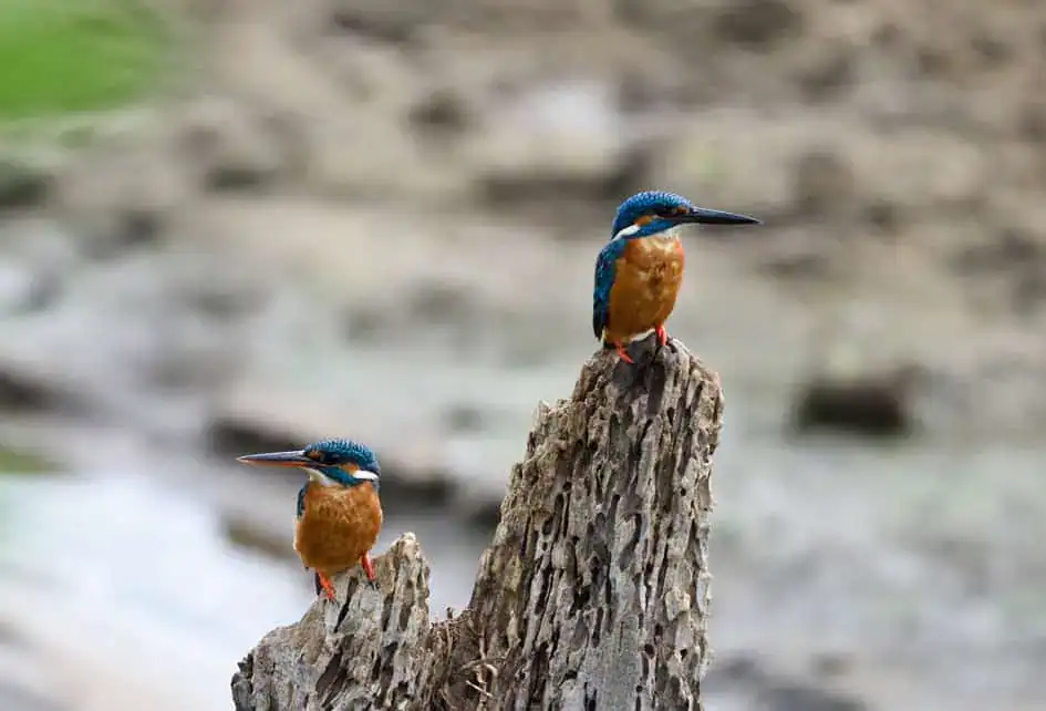 Two Common Kingfishers