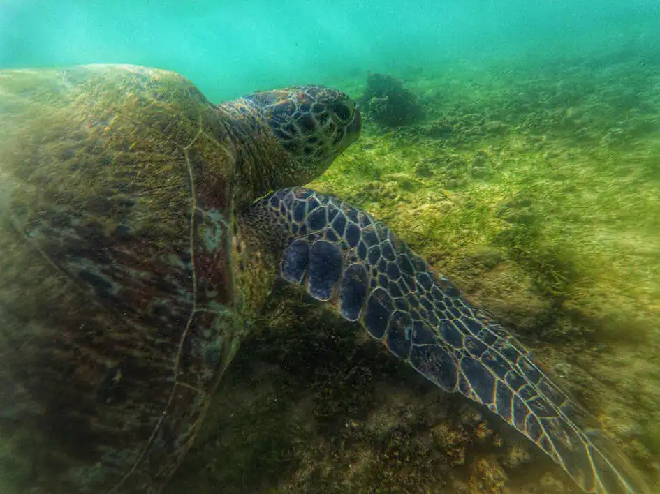 A See Turtle - Snorkelling in Sri Lanka