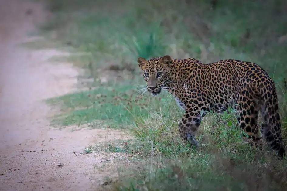 A leopard in Kumana National Park