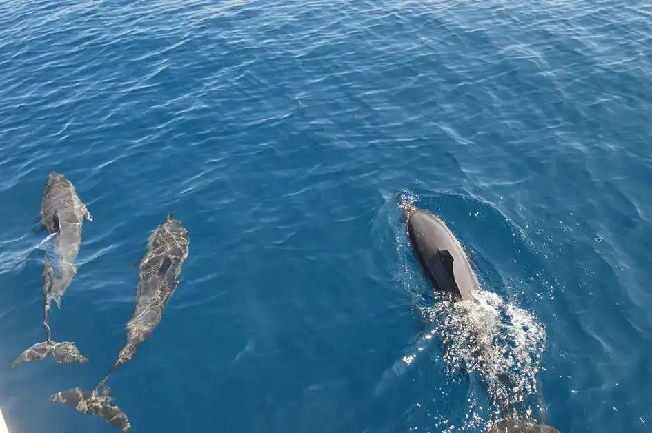 Beauty of Dolphins in Mirissa