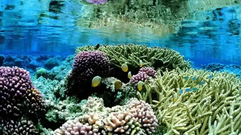 Coral Reef in Hikkaduwa