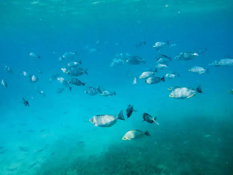 Pigeon Island Marine National Park