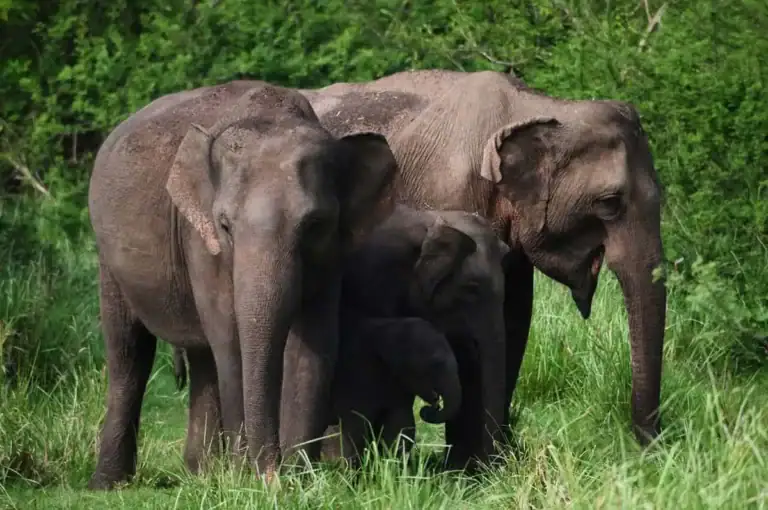 The Protection - An Elephant Family in Minneriya National Park