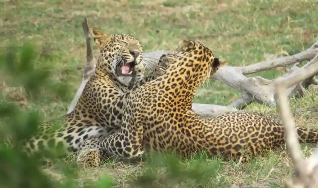 Two Leopards Playing in Yala National Park