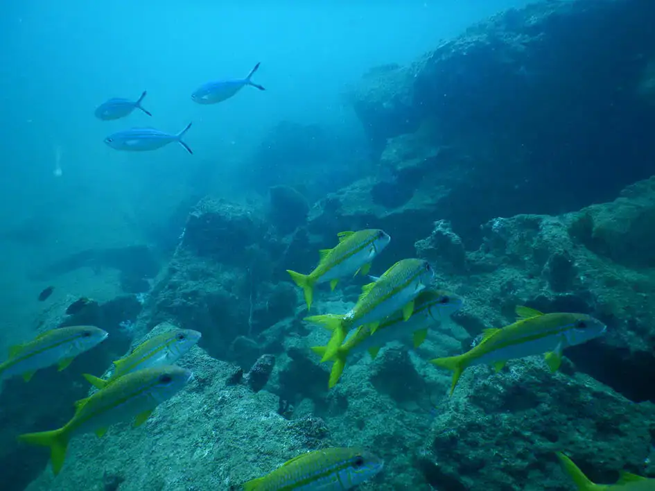Underwater Image in Unawatuna