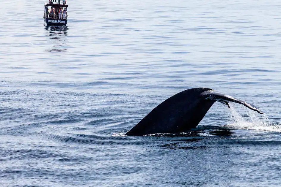 Whale Watching in Mirissa
