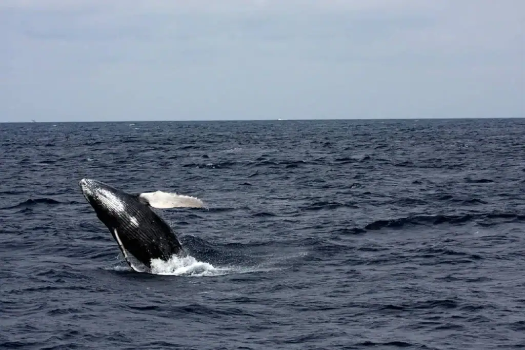 Whale Watching in Sri Lanka - Kalpitiya