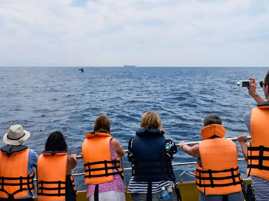 Whale Watching near Southern Coast of Sri Lanka