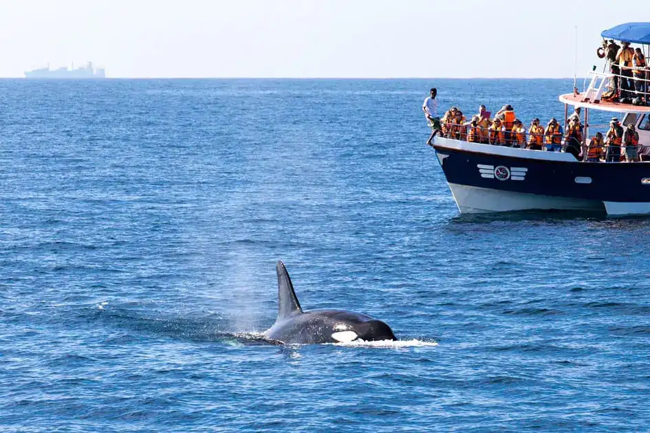 Whale Watching off the Southern Coast of Sri Lanka