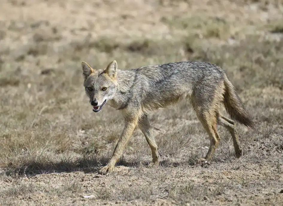 A Golden Jackal in Kumana National Park