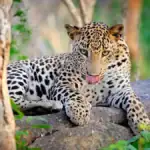 A Leopard - Yala National Park