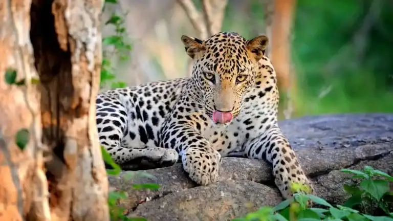 A Leopard - Yala National Park
