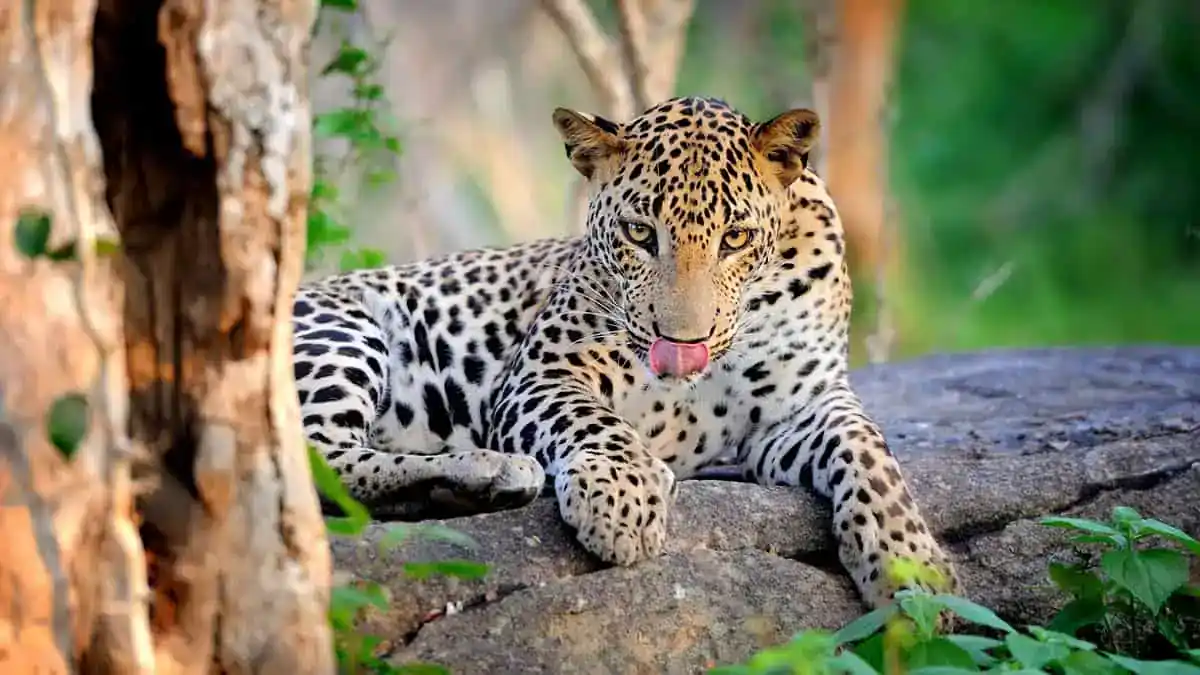 A Leopard - Yala National Park