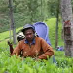 A Tea Plucker in Nuwara Eliya