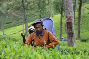 A Tea Plucker in Nuwara Eliya