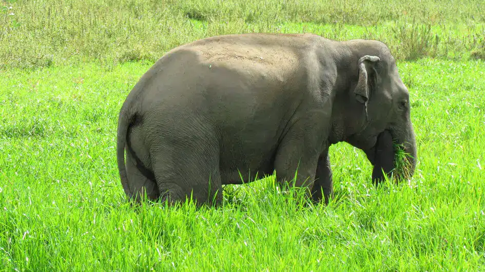A Wild Elephant near Arugam Bay