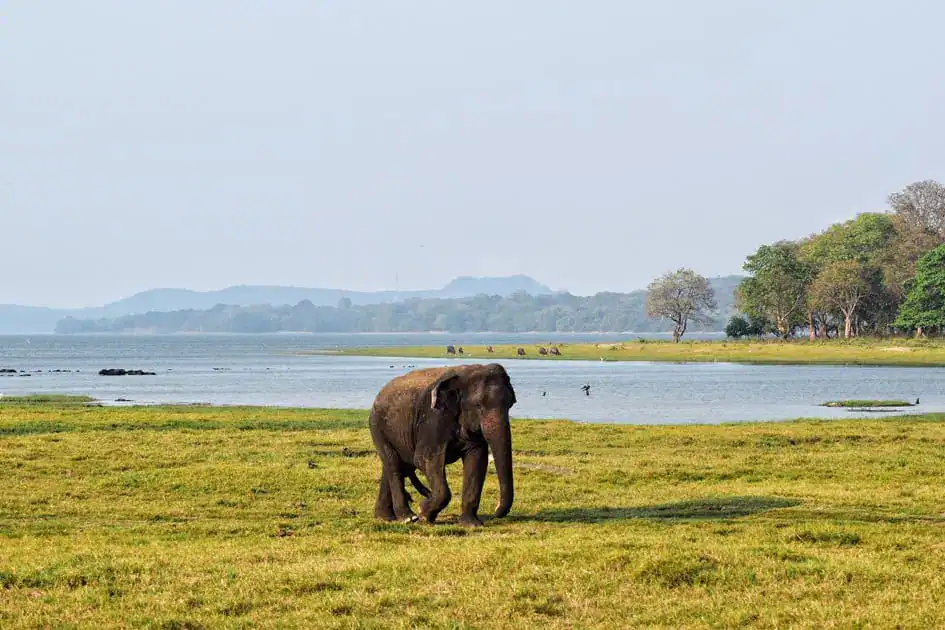 An Elephant and the Minneriya Lake