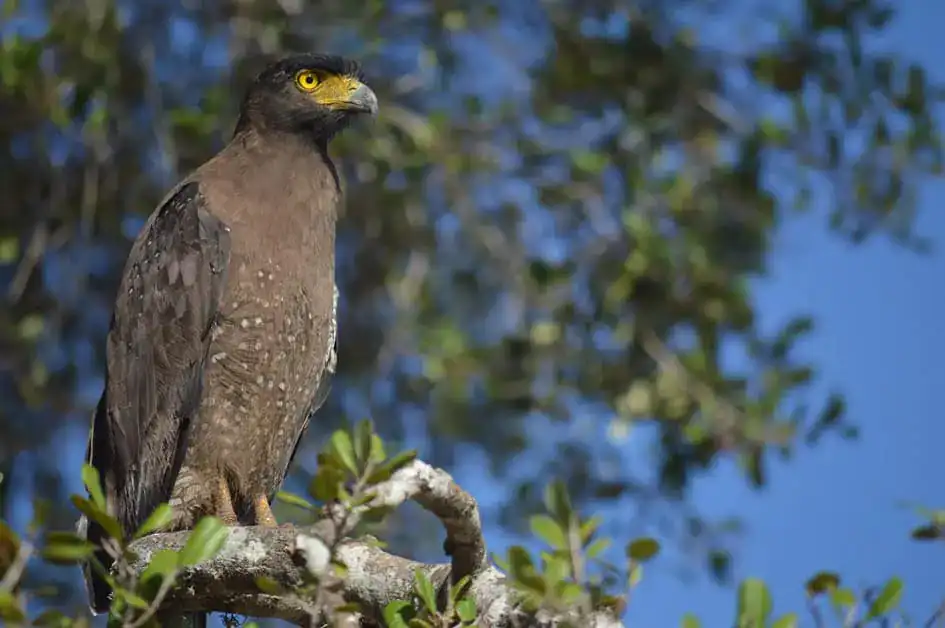 Crested Serpent Eagle - Bundala National Park