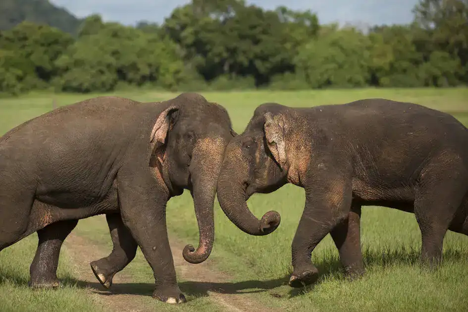 Fighting Elephants - Minneriya