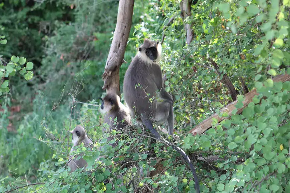 Gray or Hanuman Langurs - Minneriya National Park