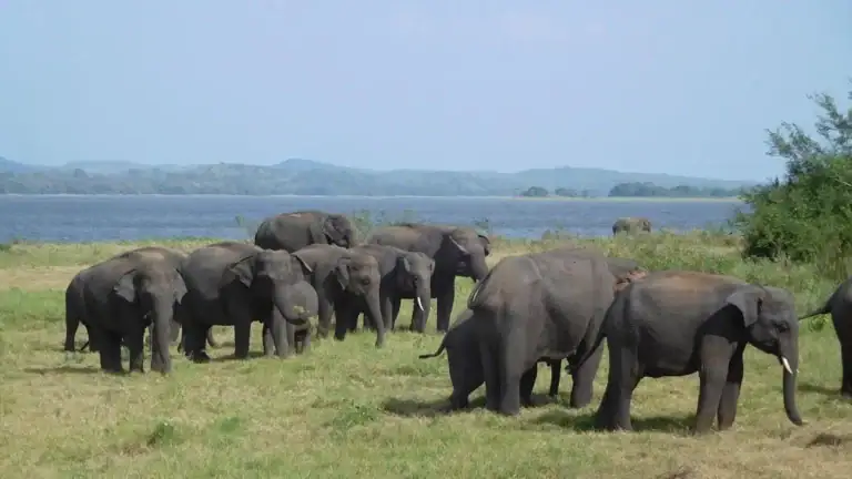 Minneriya National Park - Elephant Gathering