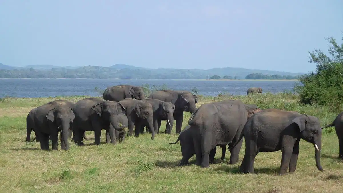 Minneriya National Park - Elephant Gathering