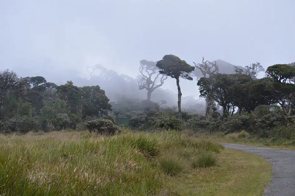 Misty Forest - Horton Plains National Park