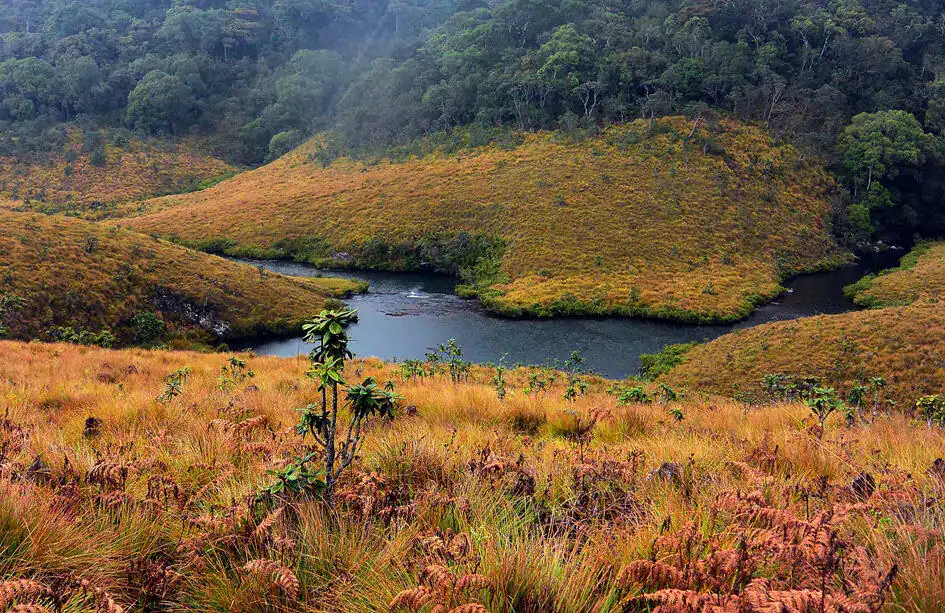 Montane grasslands and cloud forests of Horton Plains National Park