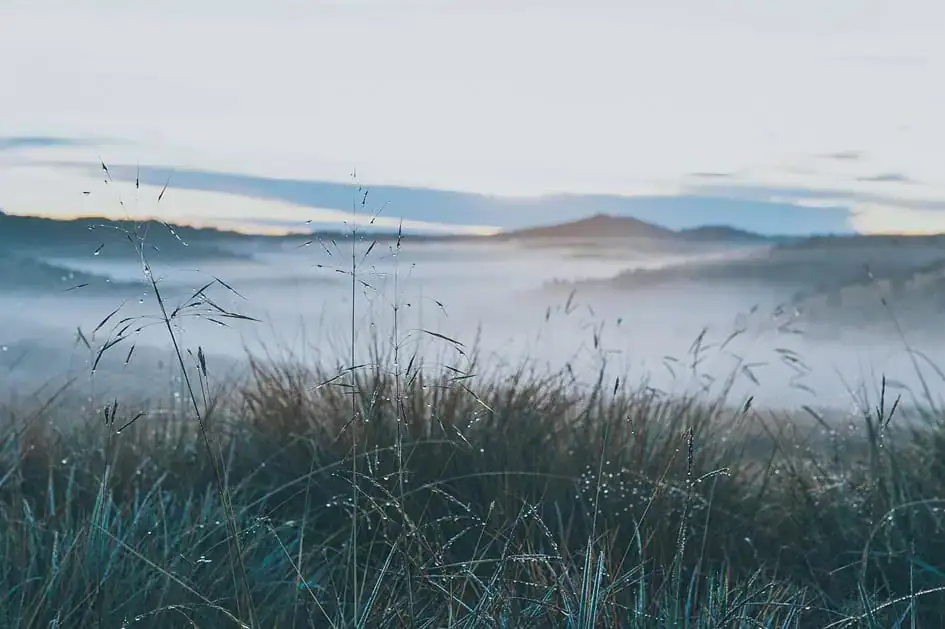 Montane grasslands with mist moving across the plains