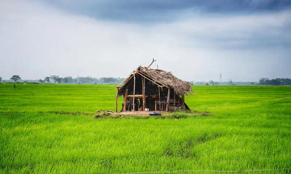 Paddy Fields in Pottuvil