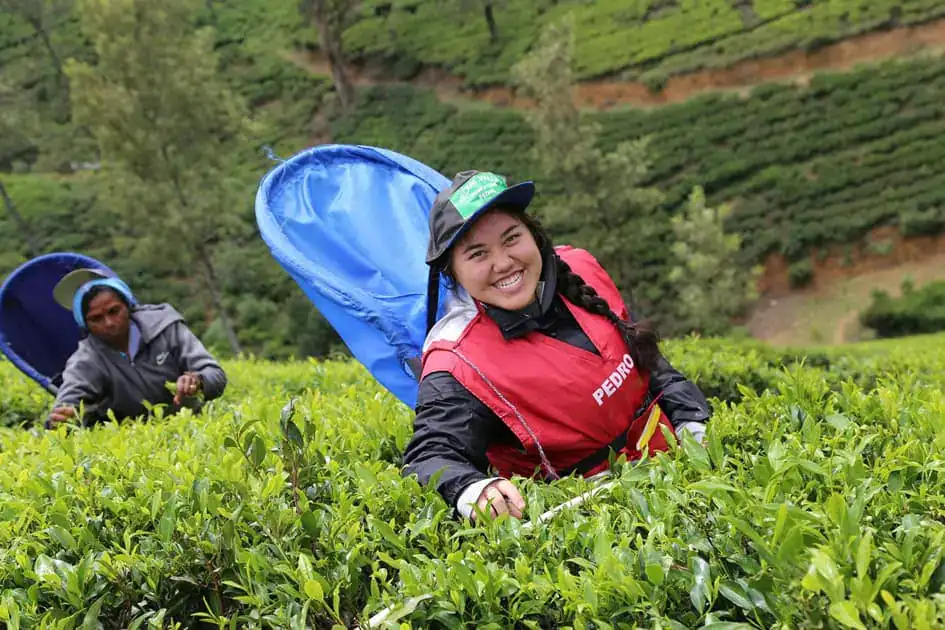 Plucking Tea Leaves with Locals in Nuwara Eliya