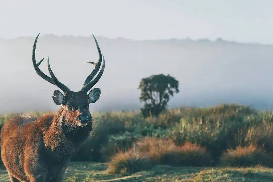 Sambar Deer - Horton Plains National Park