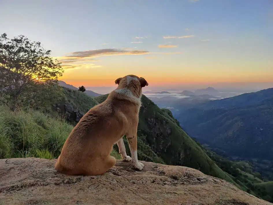 The View from the Little Adam's Peak in Ella