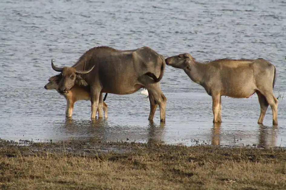 Wild Buffalo - Minneriya Lake