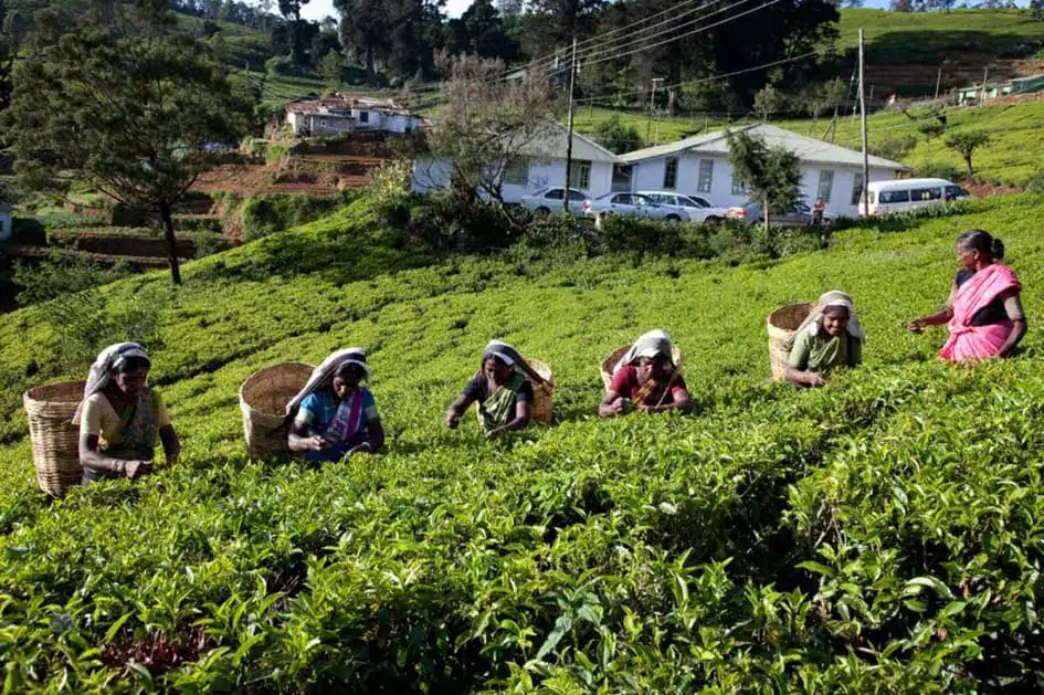 Workers Picking Tea Leaves - Tea Heritage